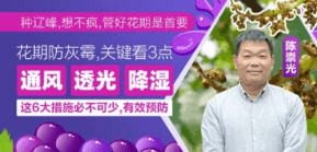 花期防灰霉，关键看3点